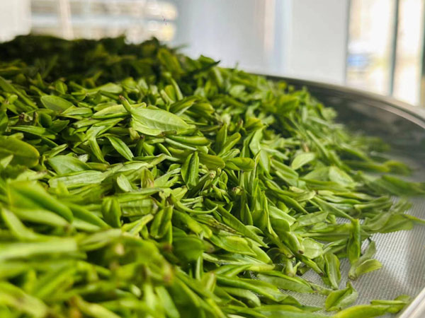 茶叶储存的智能实时温湿度监测系统